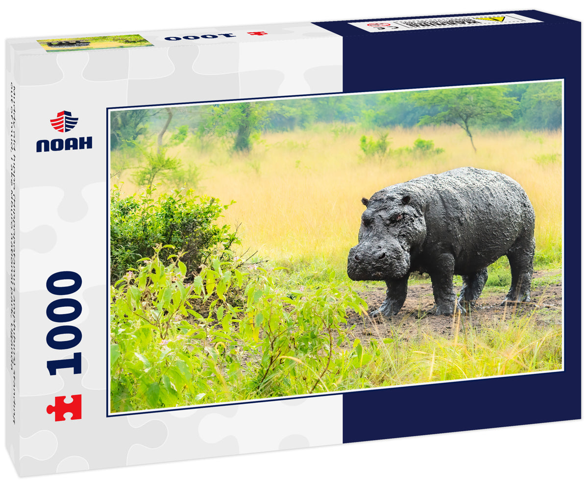 Muddy old hippo (Hippopotamus amphibius) standing out of mud, Lake Mburo national park, Uganda