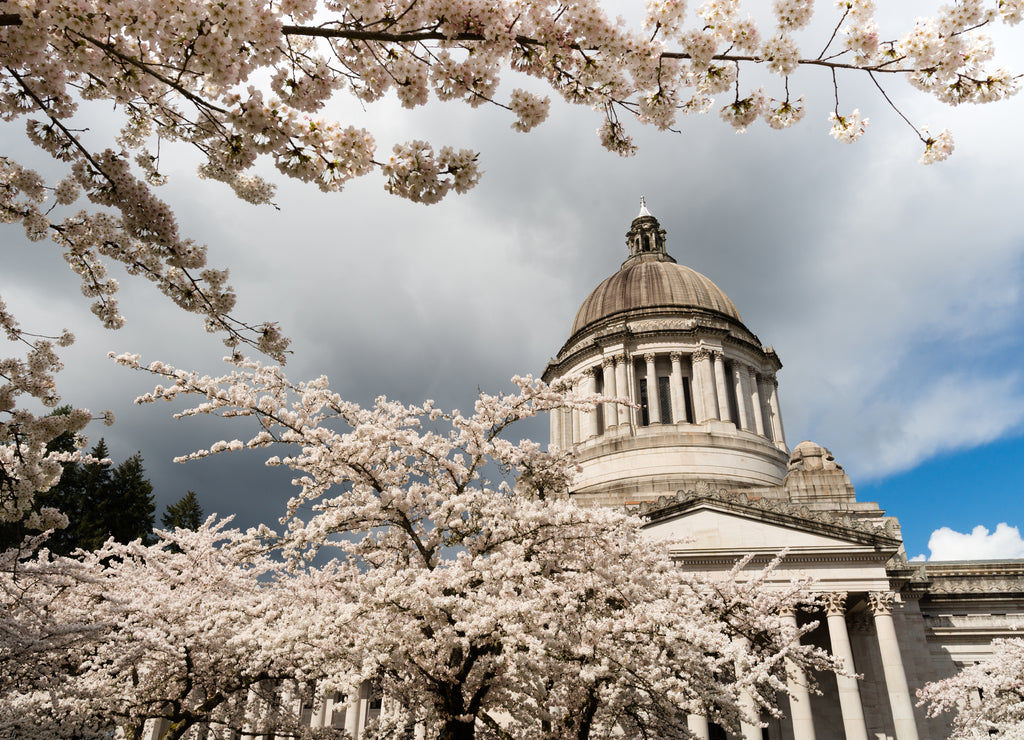 Washington State Capital Building Olympia Springtime Cherry Blossoms