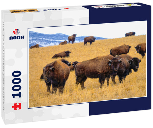 A herd of domesticated bison is scattered around the scenic Montana prairie