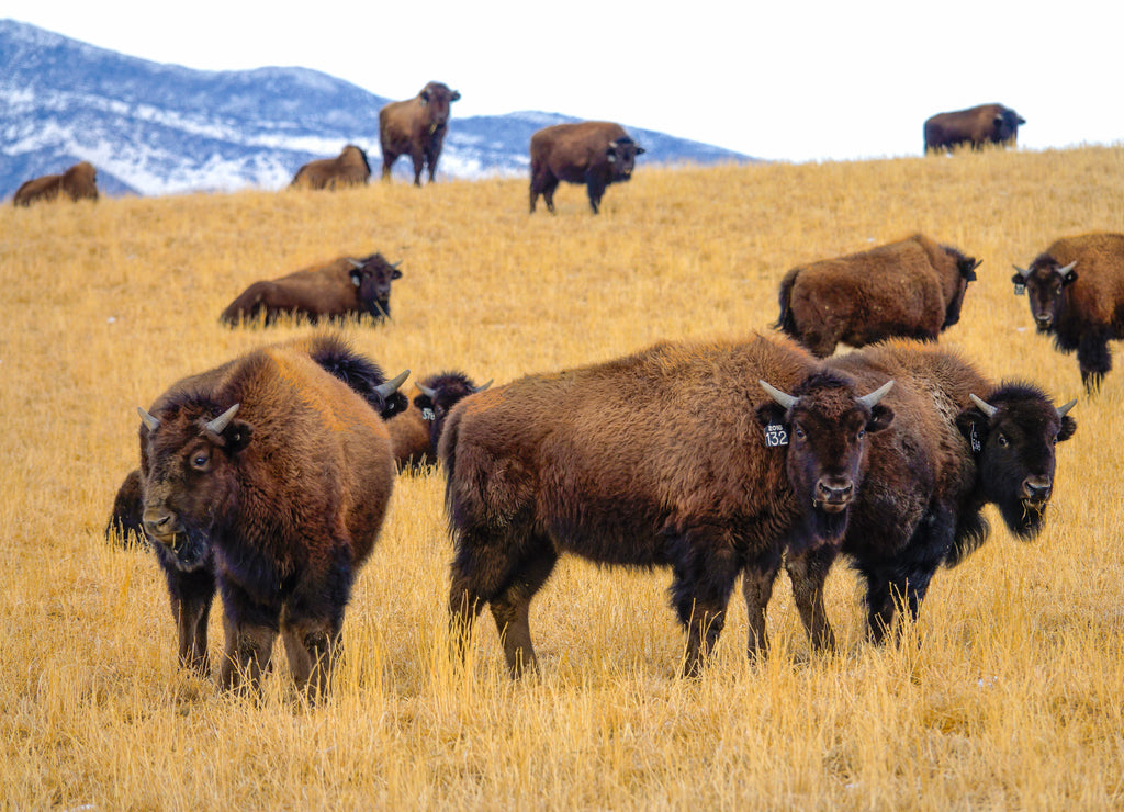 A herd of domesticated bison is scattered around the scenic Montana prairie