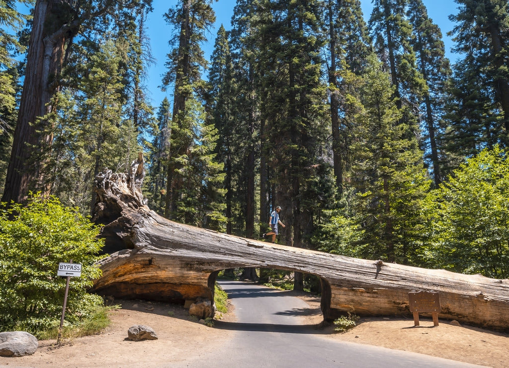 Beautiful shot of a person standing at the top of a tunnel log in Sequoia National Park, California