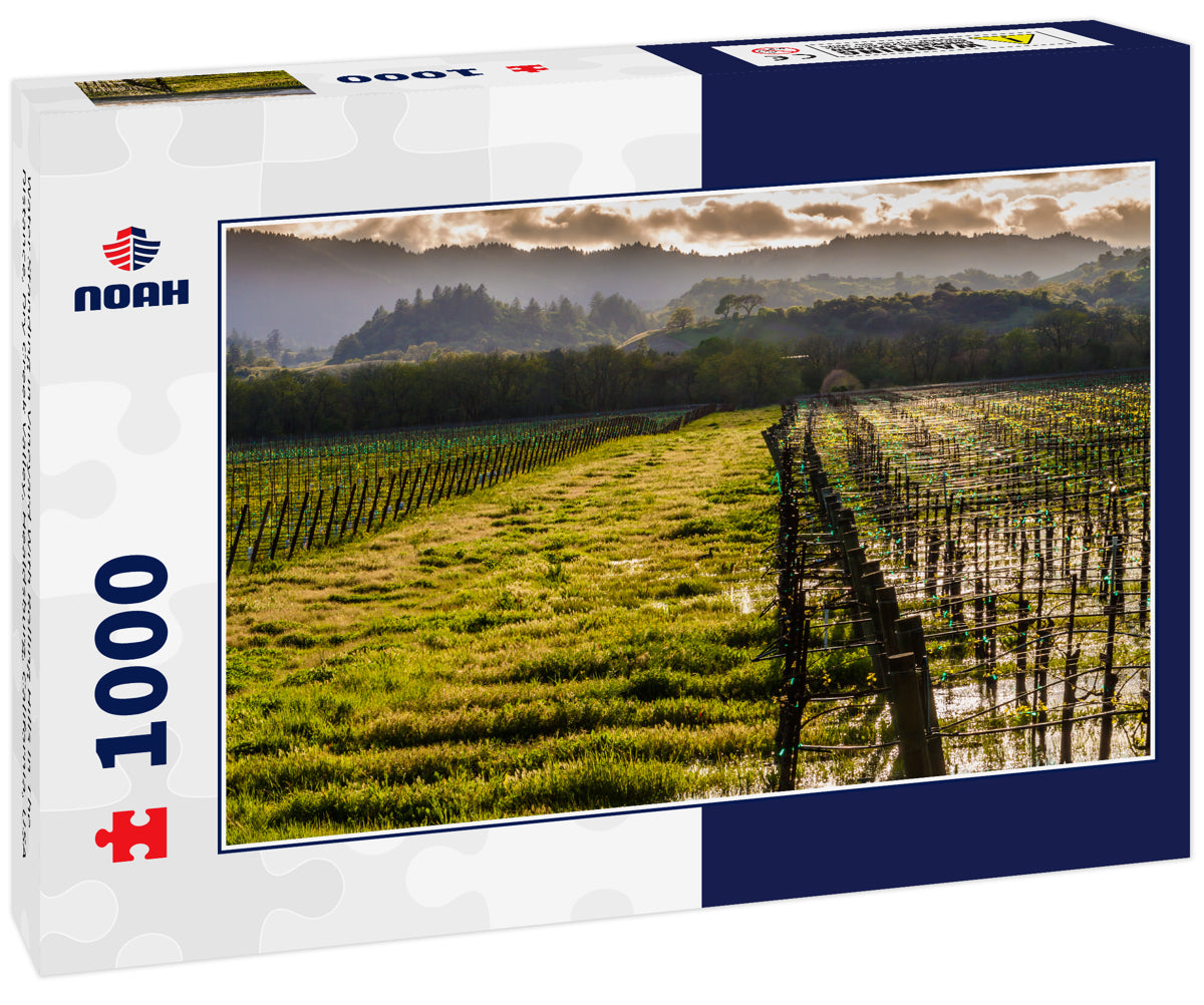 Water Standing in Vineyard With Rolling Hills In The Distance, Dry Creek Valley, Healdsburg, California, USA