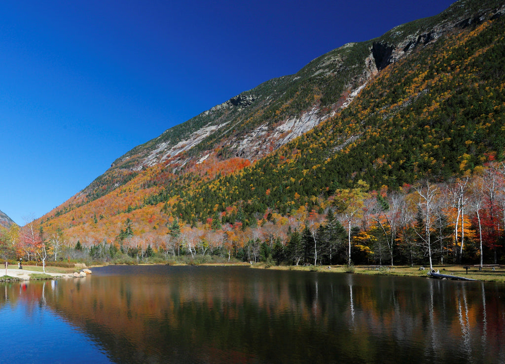 Foliage of White Mountain, New Hampshire, USA