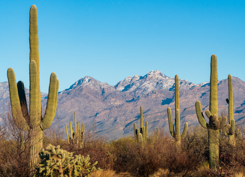 Cacti at Saguaro National Park in Southern Arizona