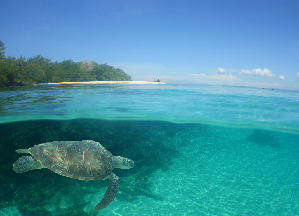 underwater scene , caribbean sea , Venezuela
