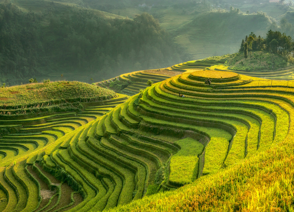Smooth symbolize the city's Mu cang chai, Yenbai, Vietnam