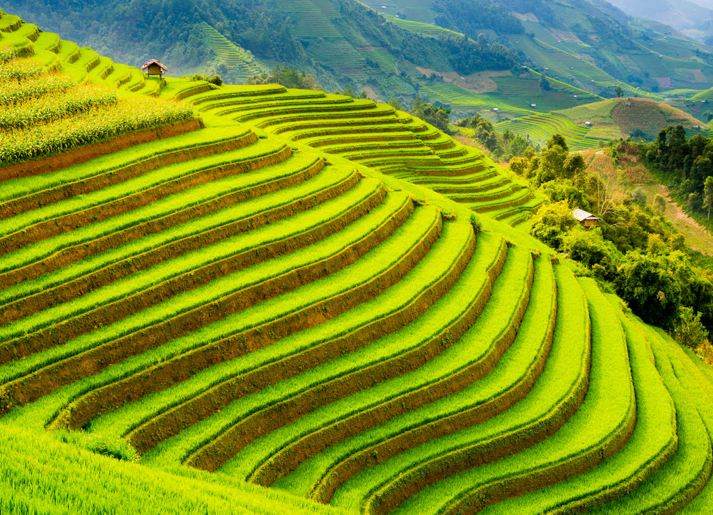Terraced rice field in the mountains of Mu Cang Chai, Yen Bai Province, northern Vietnam