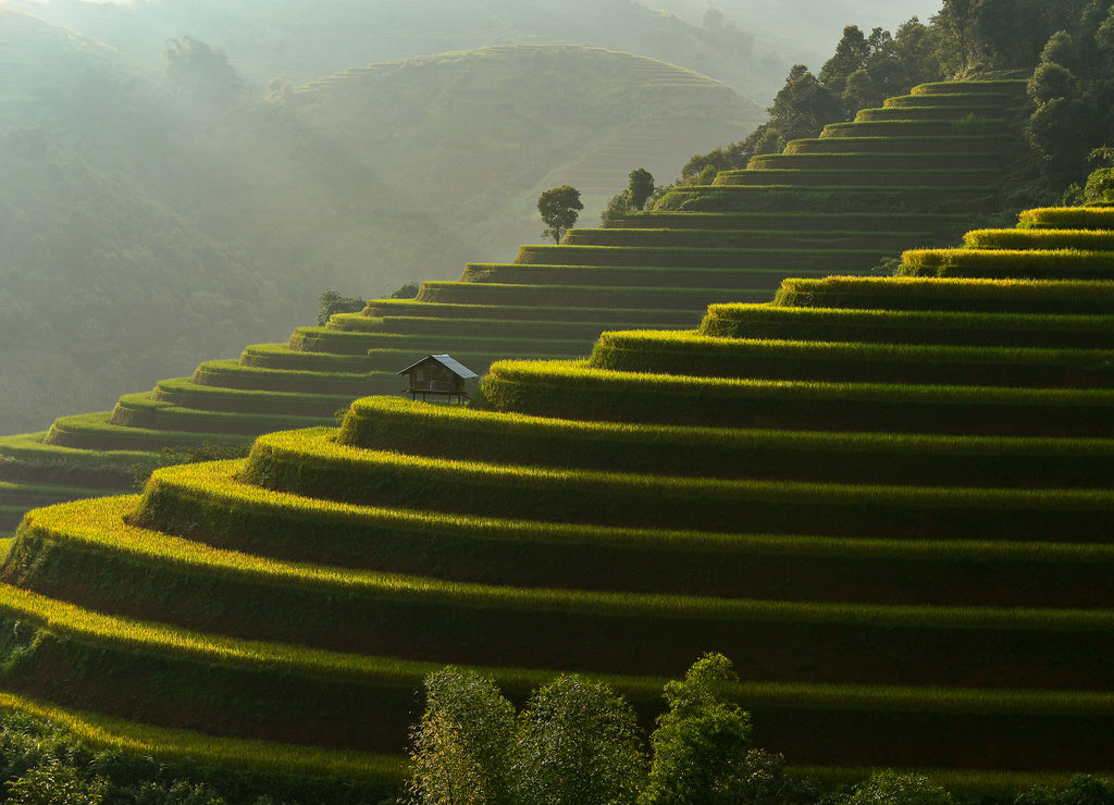 Terrace rice field of Mu Cang Chai on during sunrise, sunrise effact, Vietnam