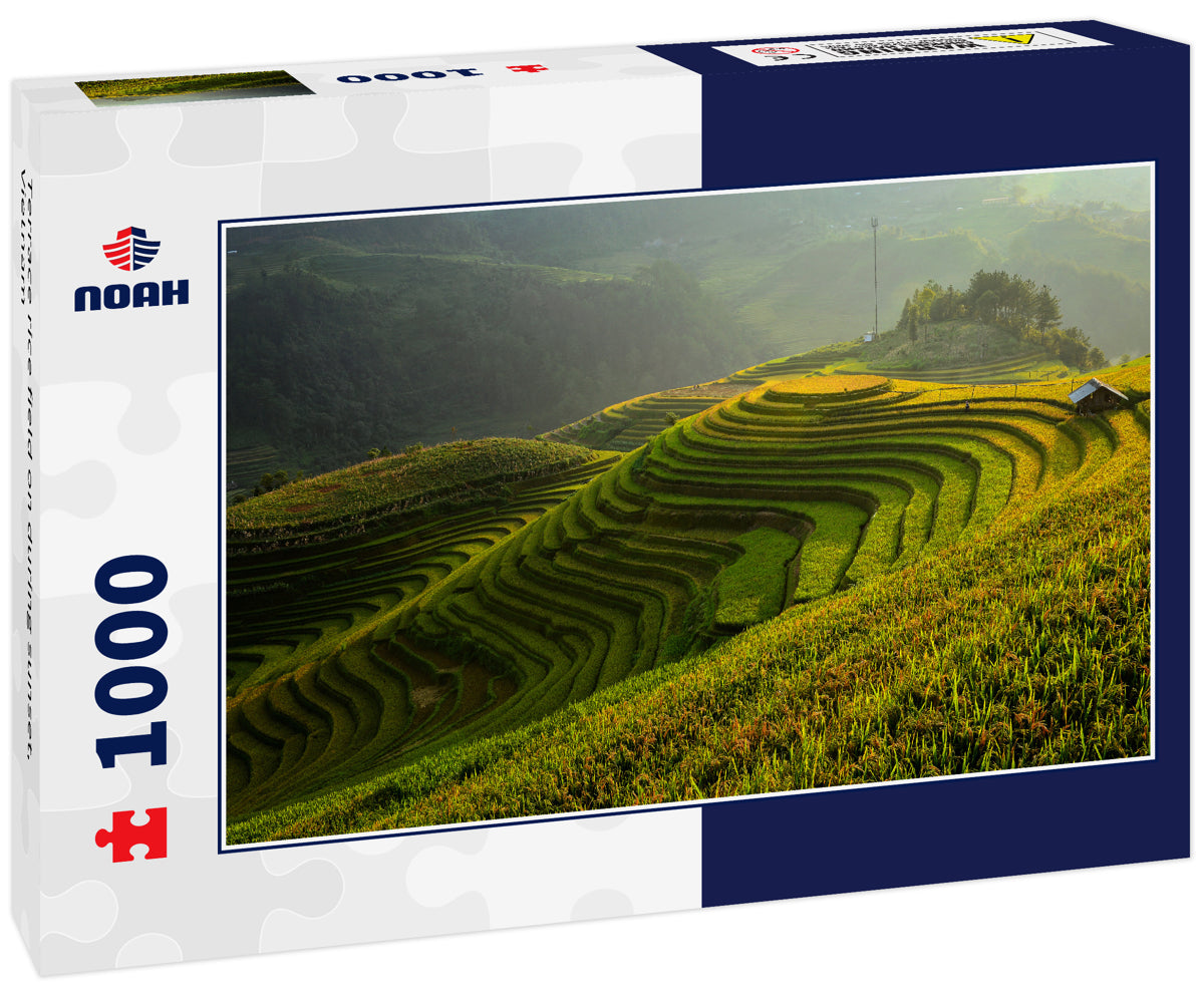 Terrace rice field on during sunset, Vietnam