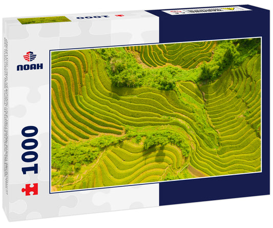 Aerial top view of paddy rice terraces, green agricultural fields in countryside or rural area of Mu Cang Chai, Yen Bai, mountain hills valley at sunset in Asia, Vietnam