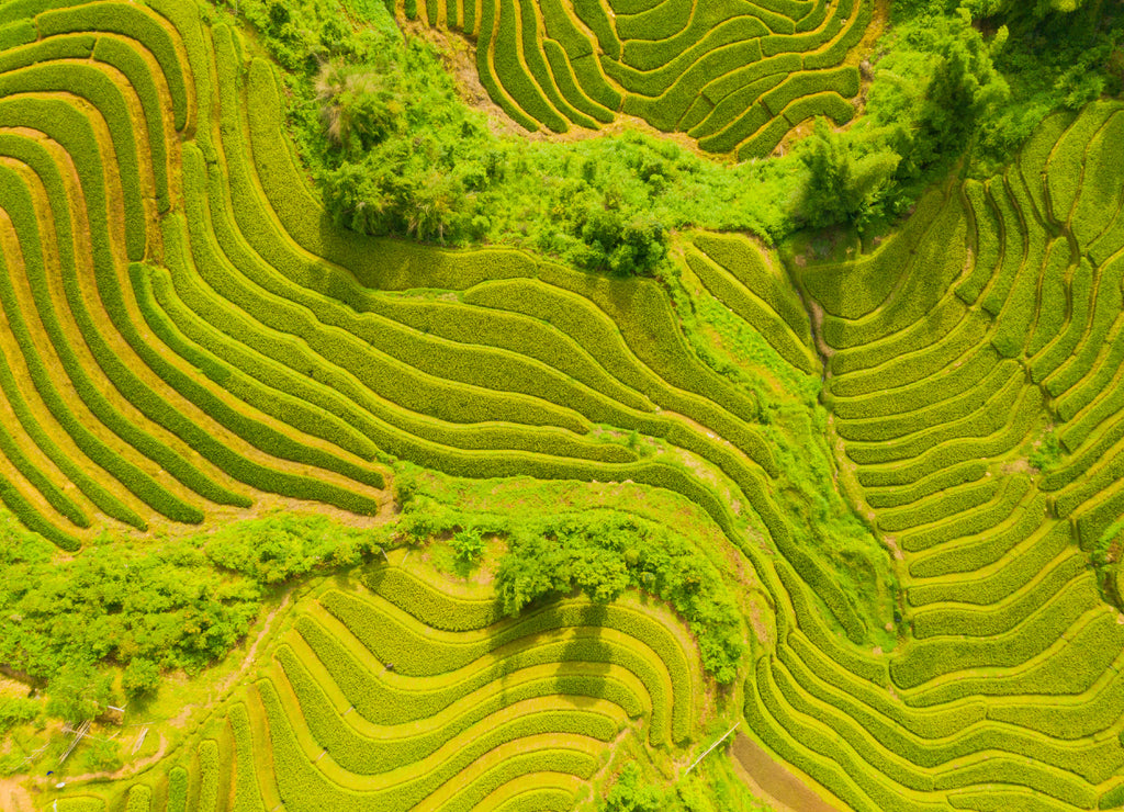Aerial top view of paddy rice terraces, green agricultural fields in countryside or rural area of Mu Cang Chai, Yen Bai, mountain hills valley at sunset in Asia, Vietnam