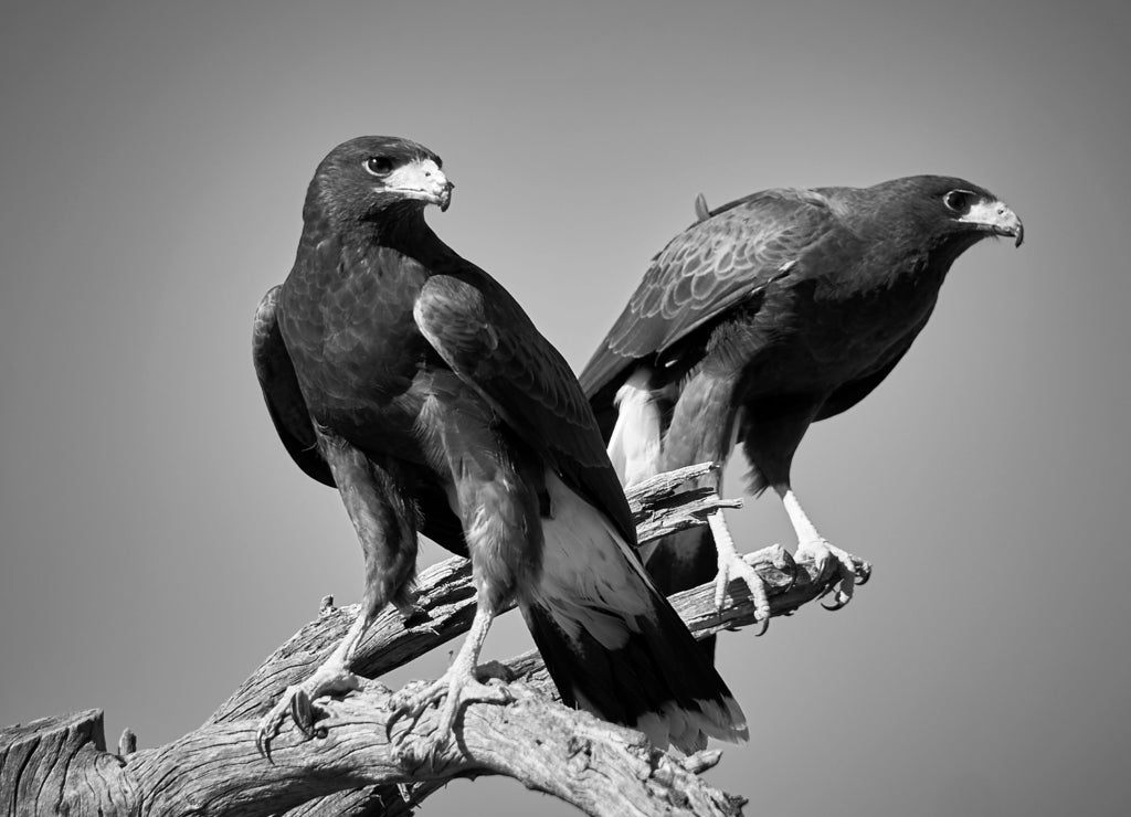 Harris Hawks in Tucson, Arizona in black white