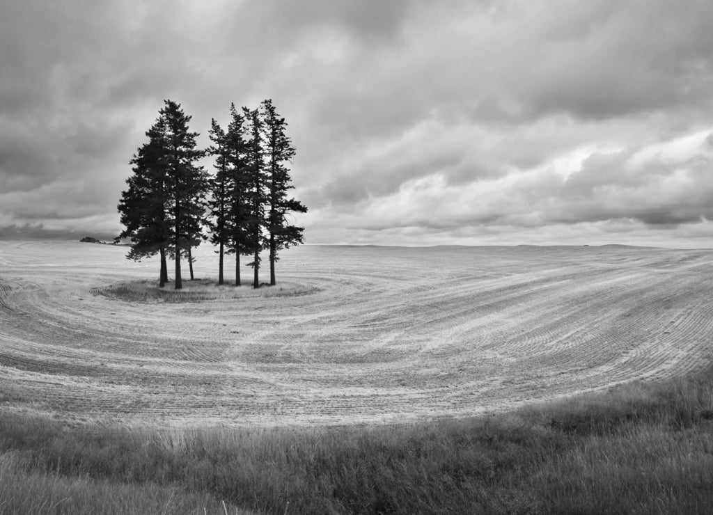 Huge field and some pines in Montana after a harvest. in black white