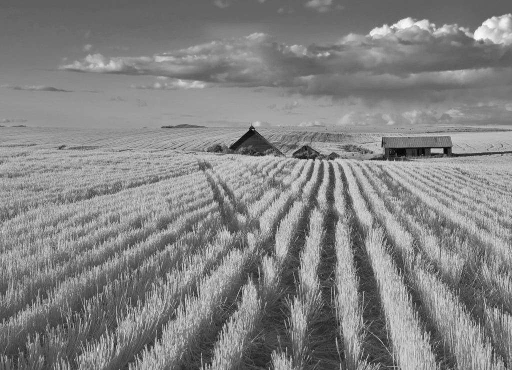 Solar autumn midday on fields of Montana in black white