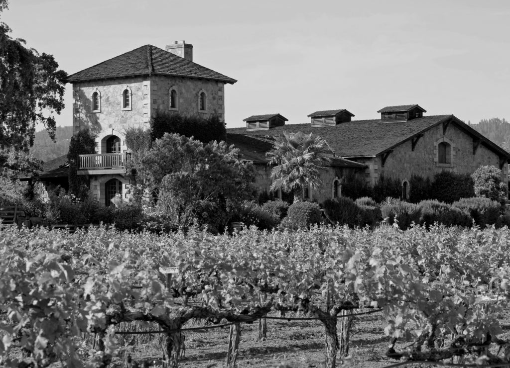 Napa Valley vineyard at sunset, California in black white