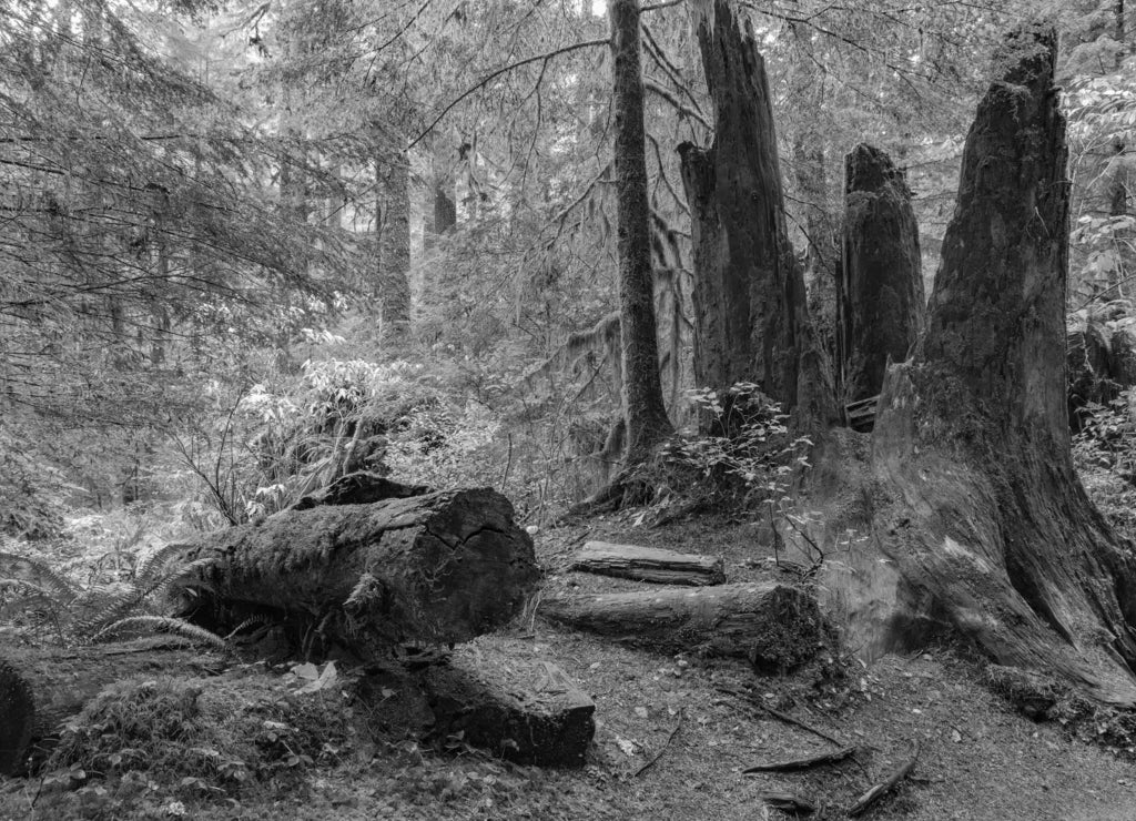 Rain Forest in Oregon in black white