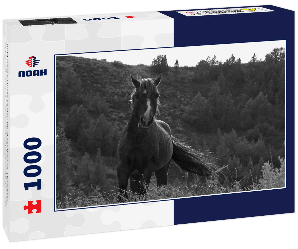 Wild Horse Mustang Bay Stud Stallion in Theodore Roosevelt National Park, North Dakota in black white