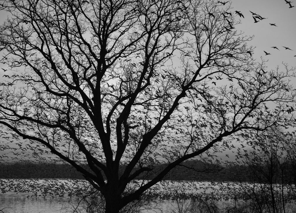 Thousands of Snow Geese migration, Lancaster County, Pennsylvania, USA in black white