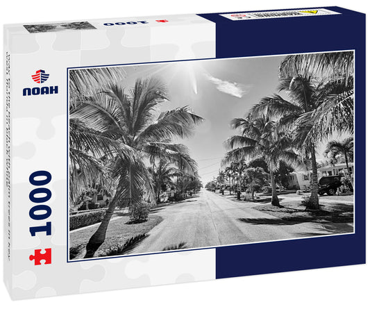 way to the beach with palm trees in key west florida in black white