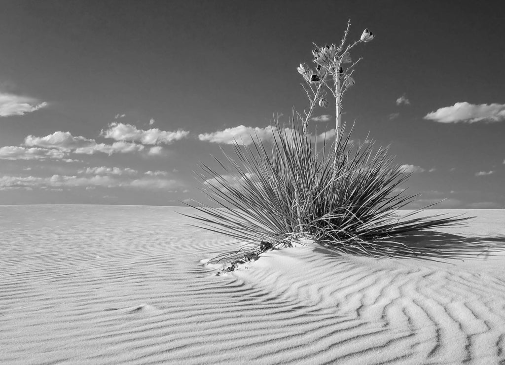 Sand Dune and Yucca at White Sands National Monument, New Mexico in black white