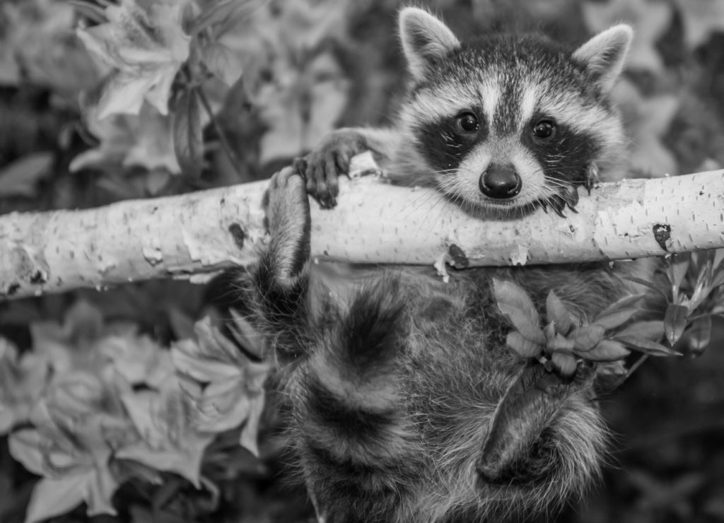 Baby Raccoon, Connecticut in black white