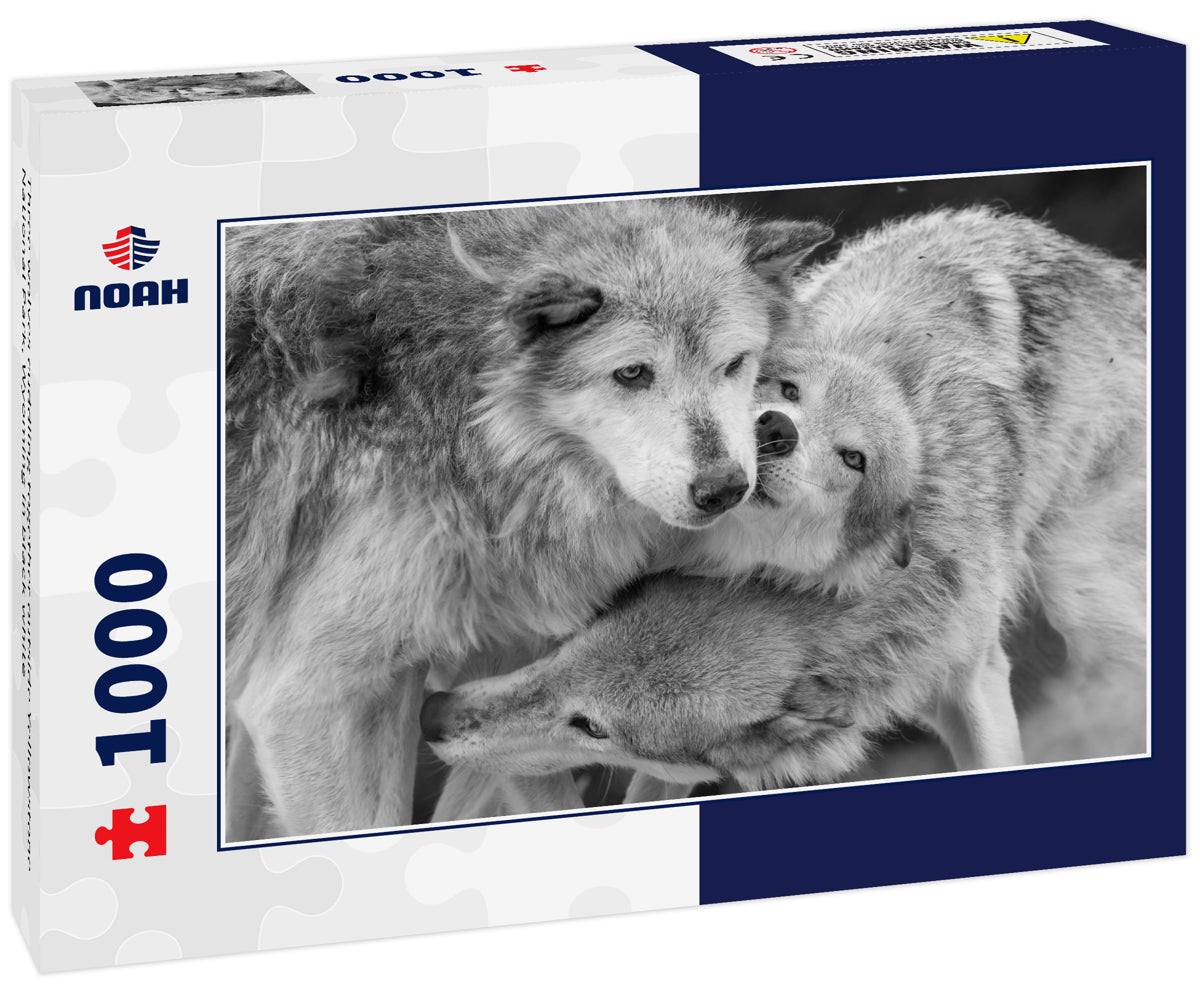 Three wolves cuddling together outside Yellowstone National Park, Wyoming in black white