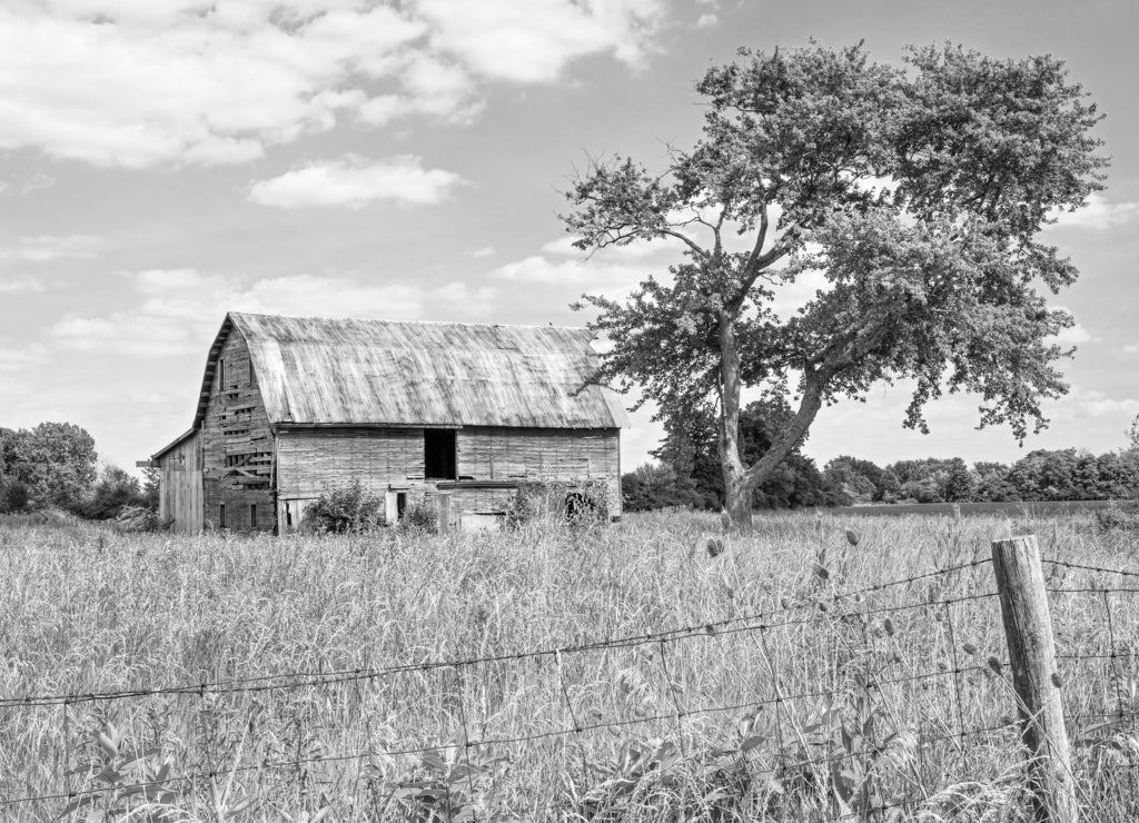 Old Friends - A rustic old barn stands by a weathered old tree in rural Madison County, Ohio in black white
