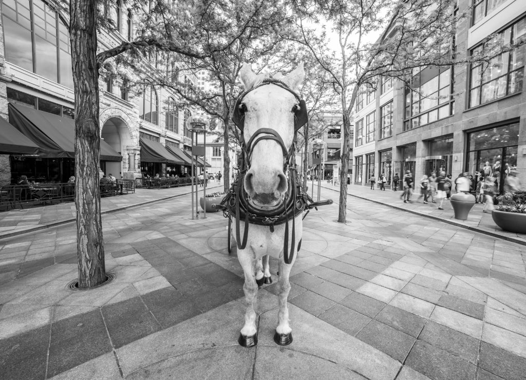 White horse on the promenade in Denver, Colorado in black white