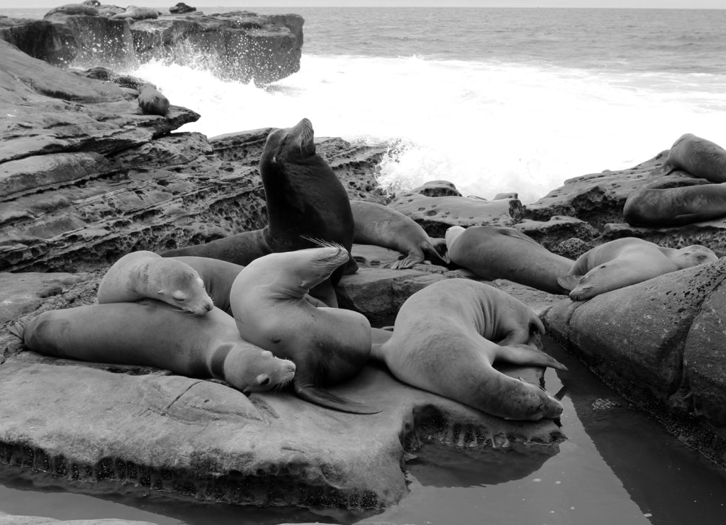 A sea lion bull and his harem. La Jolla, San Diego, California, USA in black white