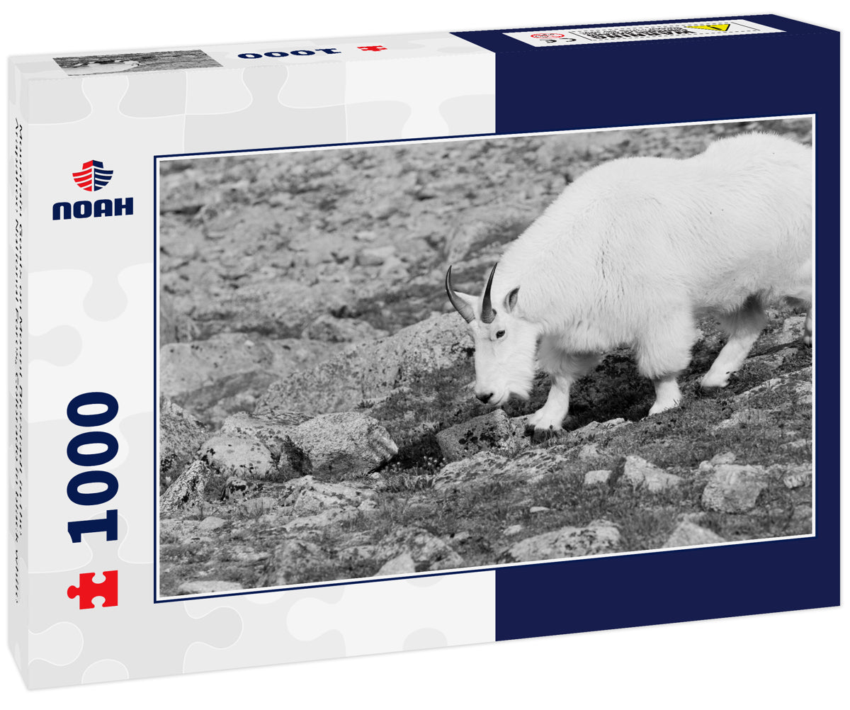 Mountain Goats on Mount Bierstadt in the Arapahoe National Fores, Colorado in black white