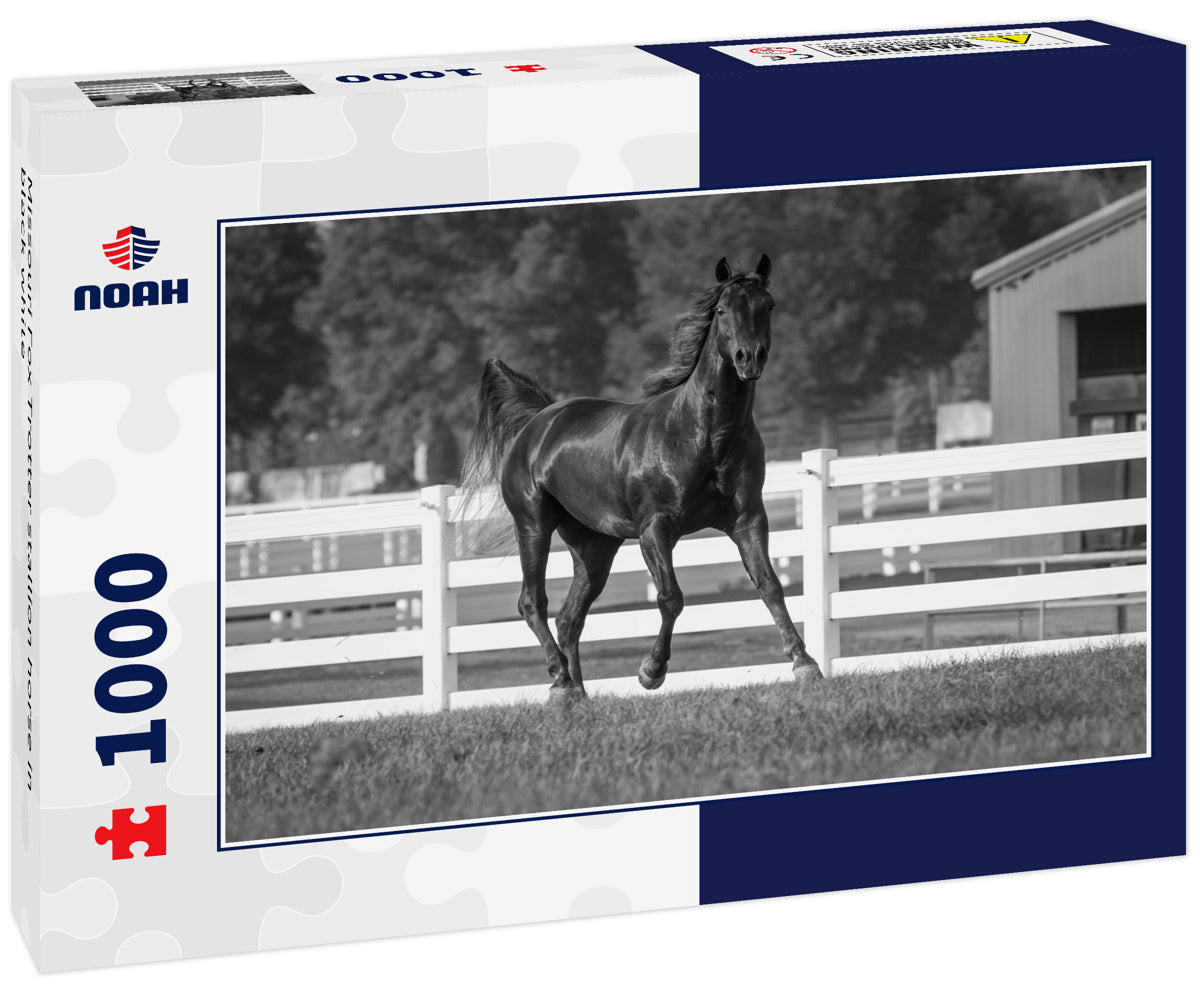 Missouri Fox Trotter stallion horse in black white