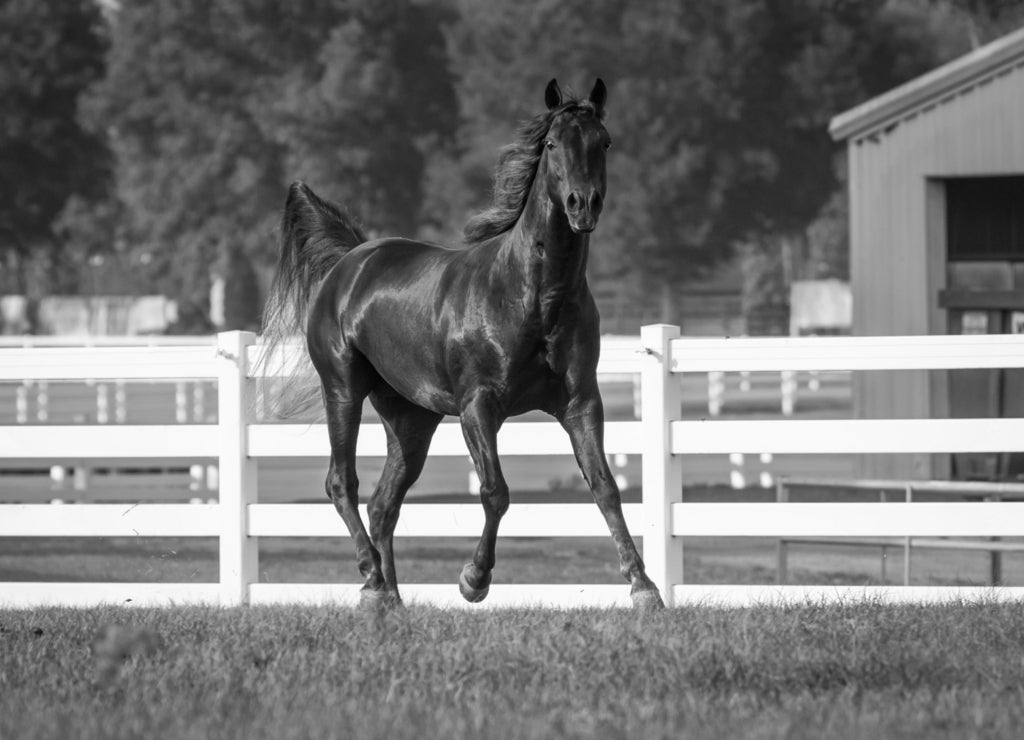 Missouri Fox Trotter stallion horse in black white
