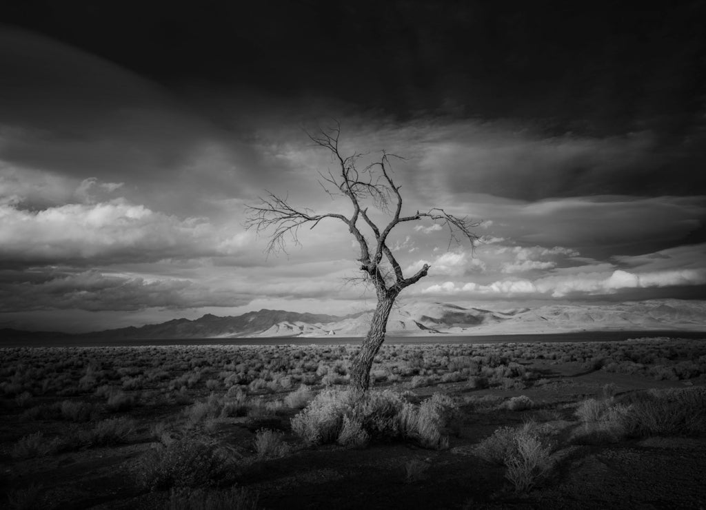 Lone Tree at Sunset Pyramid Lake Nevada in black white