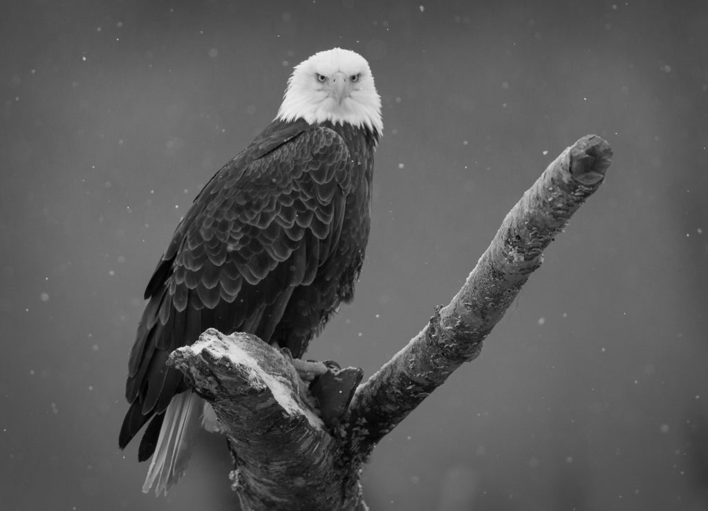 Bald Eagle Staredown, Washington in black white