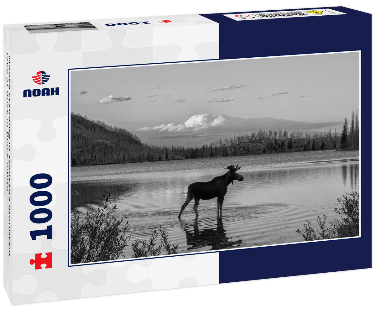 Moose standing in Montana mountain lake at dusk in black white