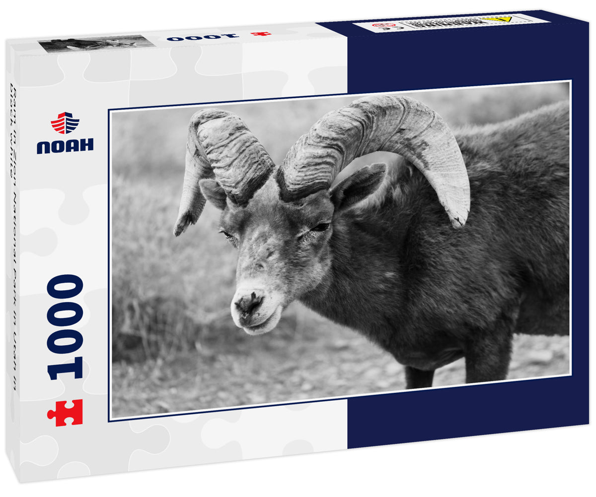 Ram in Zion National Park in Utah in black white