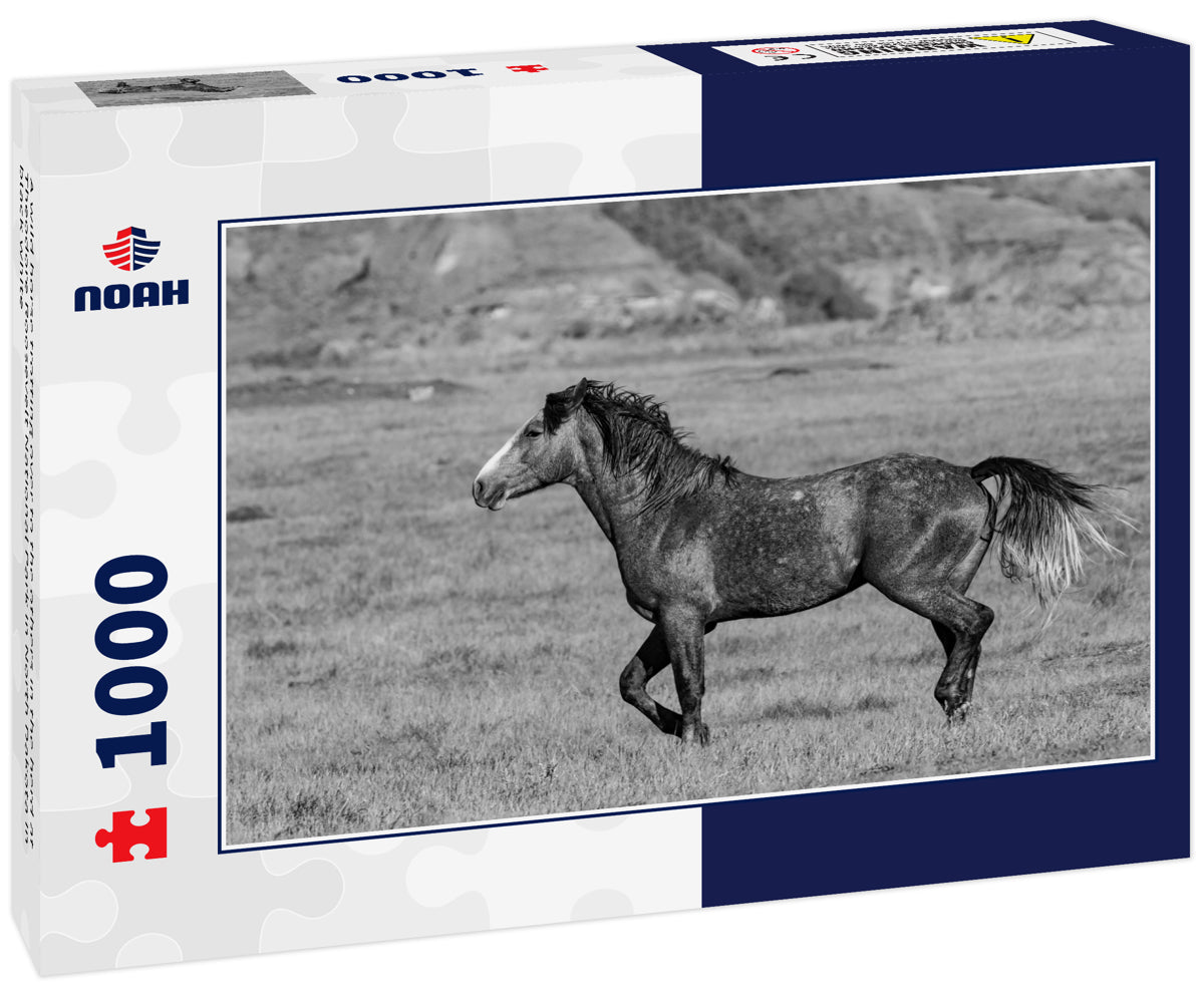 A wild horse trotting over to the others in the herd at Theodore Roosevelt National Park in North Dakota in black white