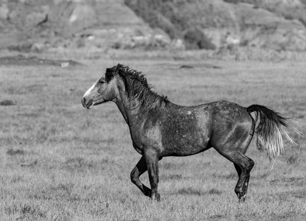 A wild horse trotting over to the others in the herd at Theodore Roosevelt National Park in North Dakota in black white