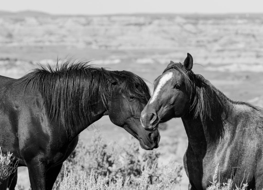 A Black male stallion trying to cozy up to a mare in his small band of wild horses in Theodore Roosevelt National Park in North Dakota in black white