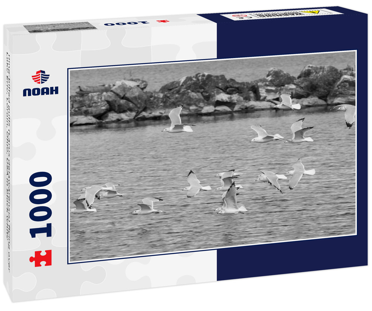 Ring-billed gulls (Larus delawarensis) flying over Lake Erie, Lorain, Ohio, USA in black white