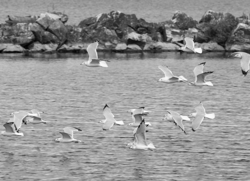 Ring-billed gulls (Larus delawarensis) flying over Lake Erie, Lorain, Ohio, USA in black white