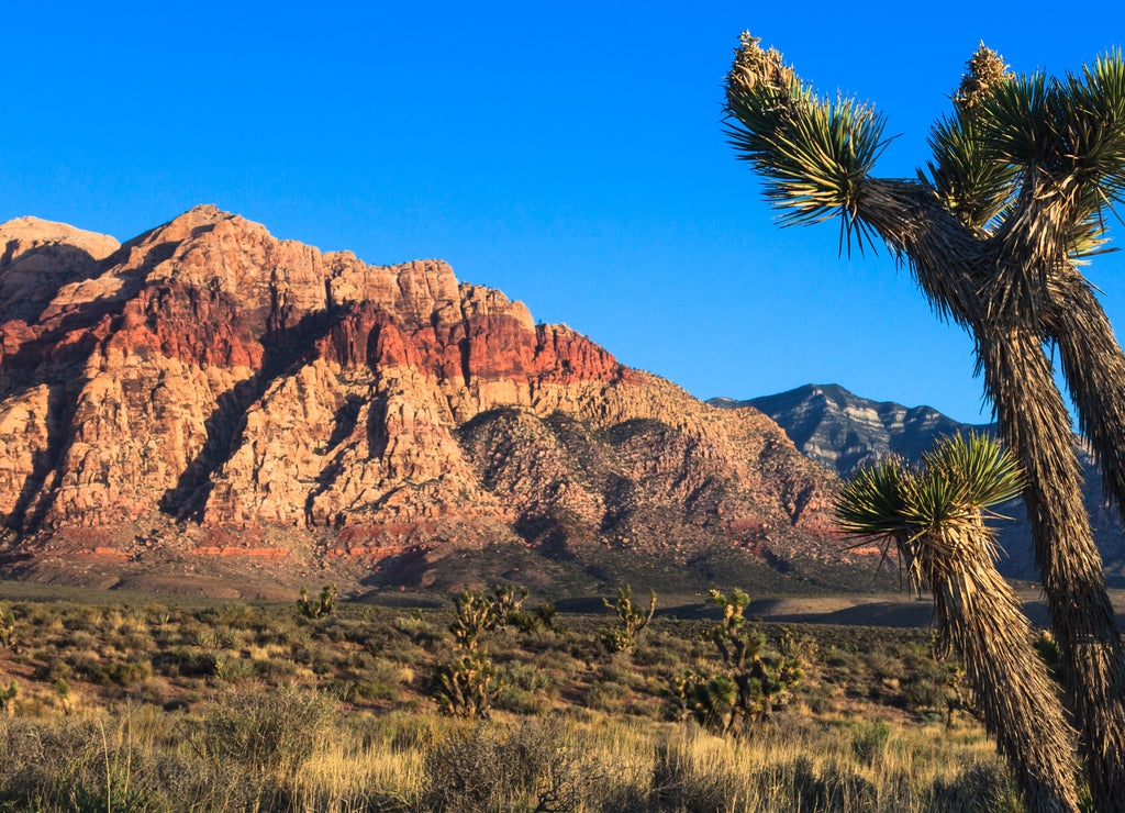 Nevada Desert
