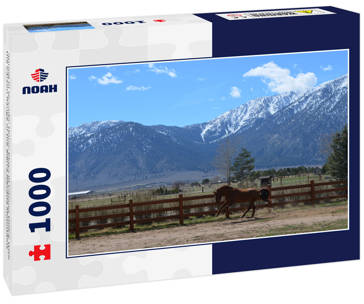 Spring in Nevada: Horse Plays in Carson Valley With the Carson Range of the Sierra Nevada Mountains