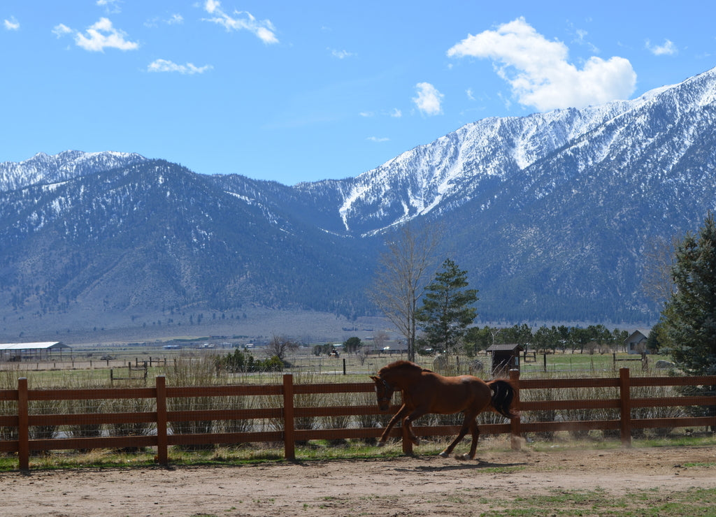 Spring in Nevada: Horse Plays in Carson Valley With the Carson Range of the Sierra Nevada Mountains