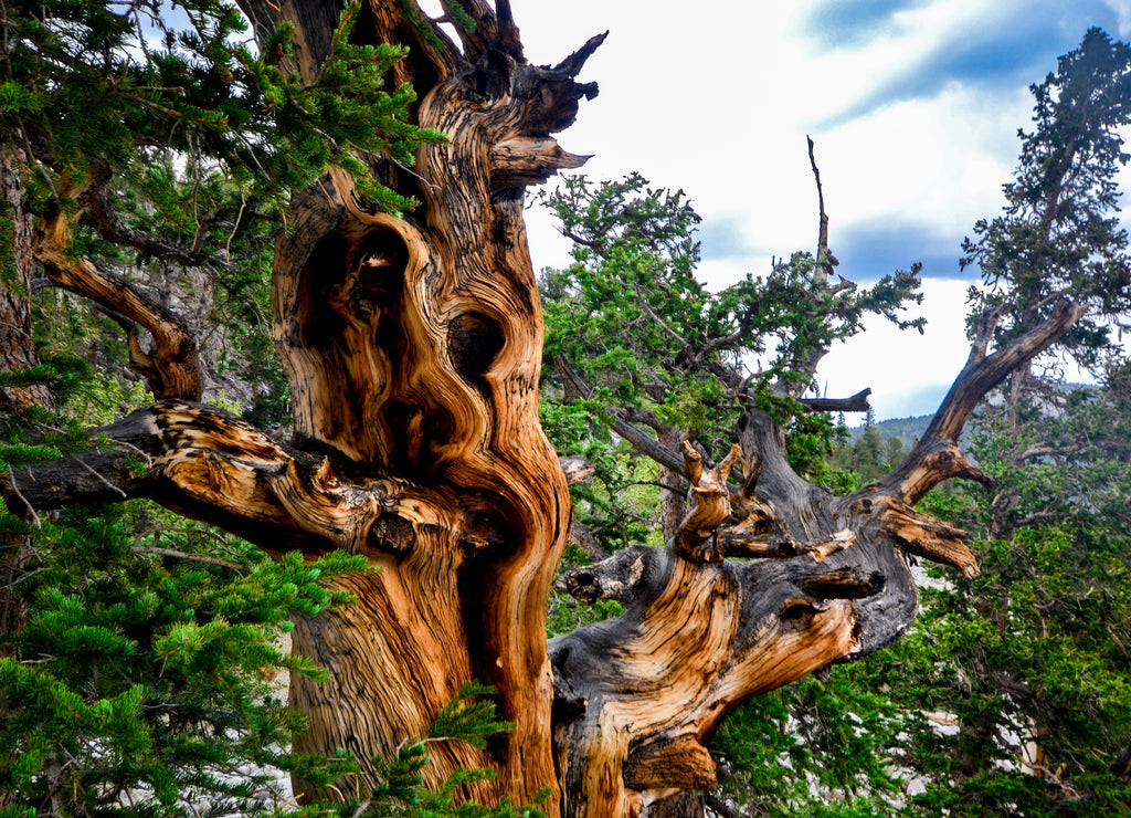 Beautiful Bristlecone Pine in Great Basin, National Park, Nevada, USA