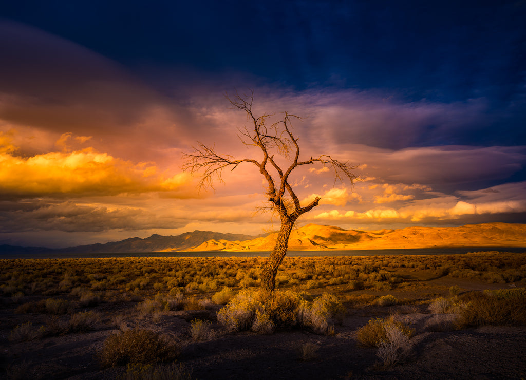 Lone Tree at Sunset Pyramid Lake Nevada