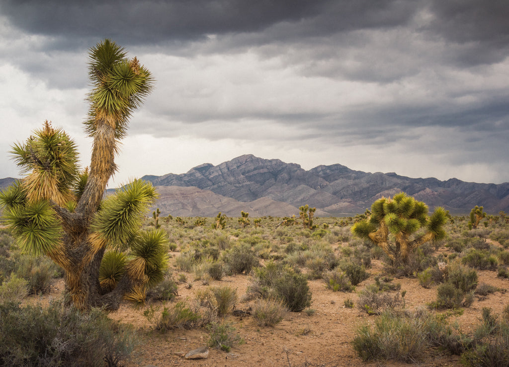 Stormy Day in Southern Nevada