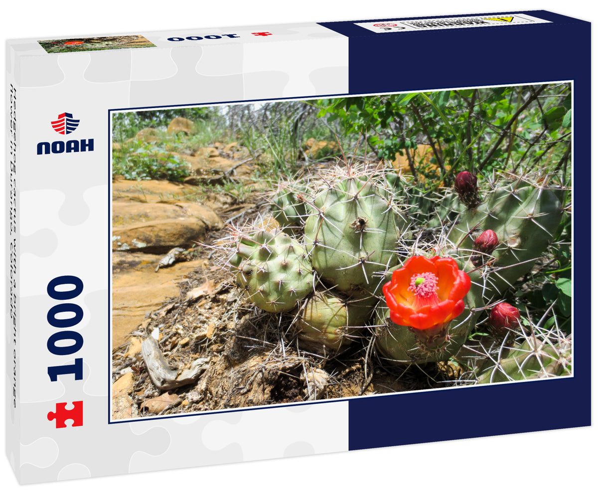 Hedgehog cactus with a bright orange flower in Durango, Colorado