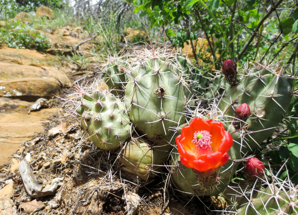 Hedgehog cactus with a bright orange flower in Durango, Colorado