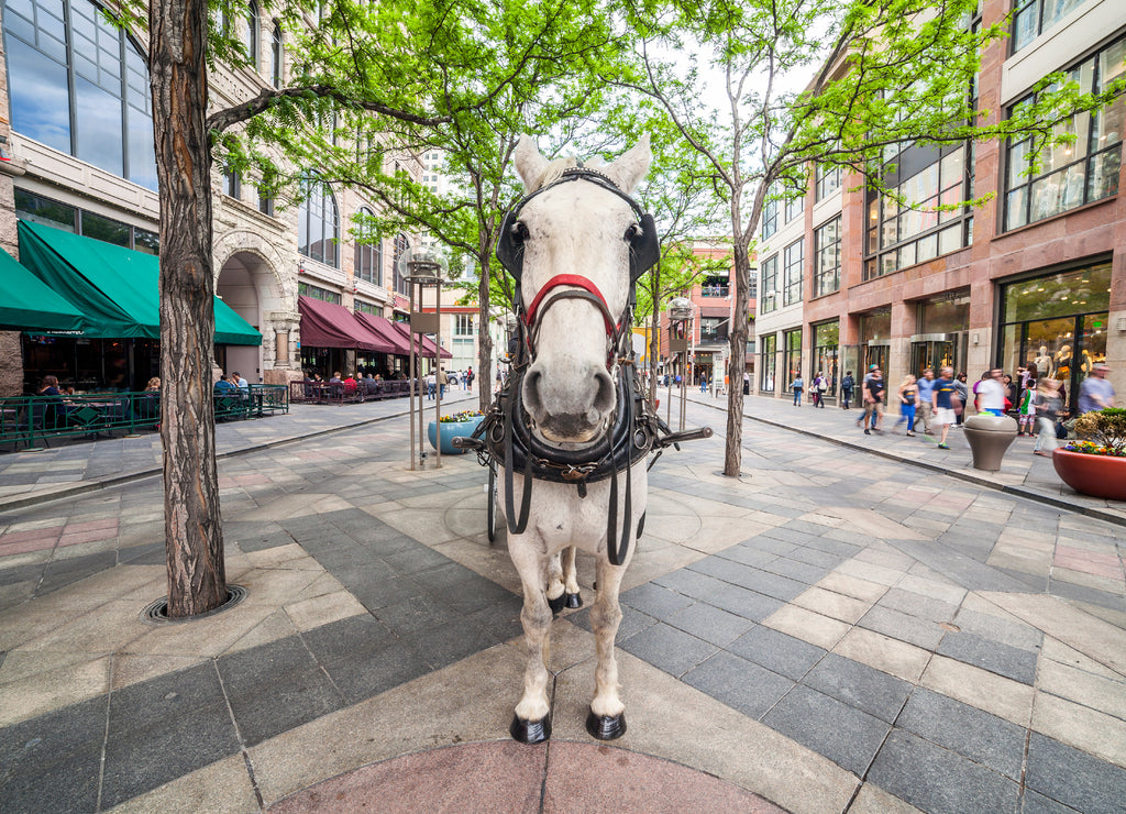 White horse on the promenade in Denver, Colorado